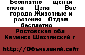 Бесплатно !!! щенки енота!! › Цена ­ 1 - Все города Животные и растения » Отдам бесплатно   . Ростовская обл.,Каменск-Шахтинский г.